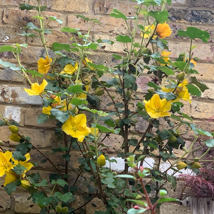 Plant image Fremontodendron 'California Glory'