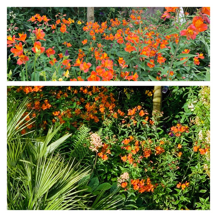 Plant image Alstroemeria aurea 'Orange King' syn. Alstroemeria aurantiaca 'Orange King'