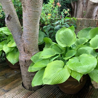 Hosta
