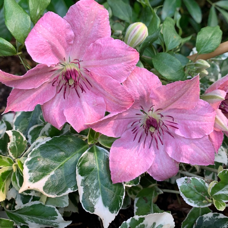 plant image 1105525