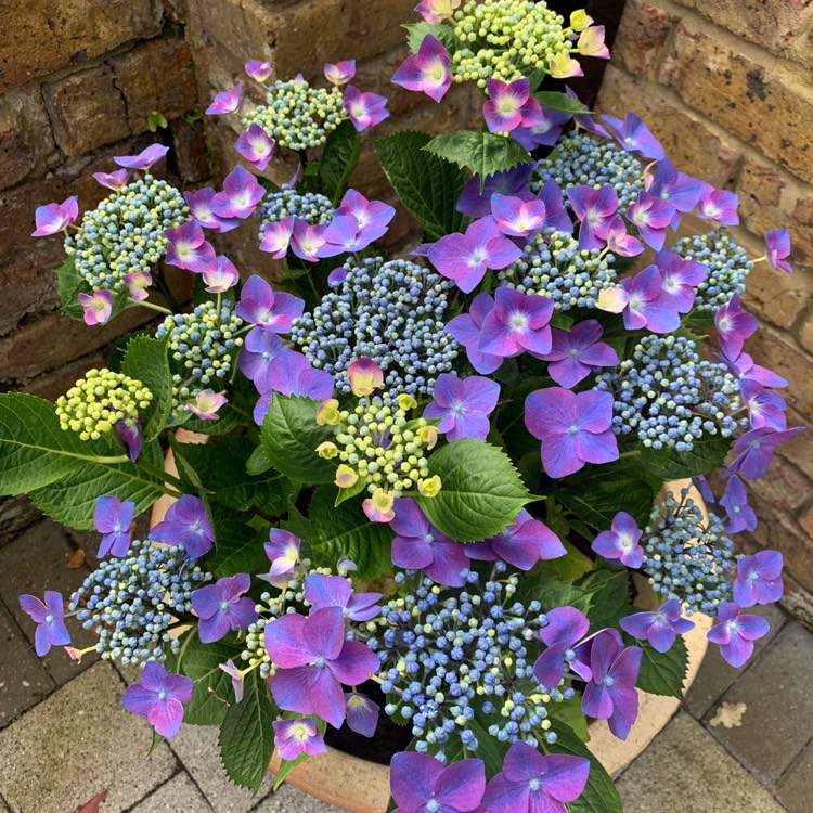 Plant image Hydrangea macrophylla 'Kardinal Violet'