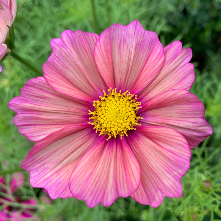 plant image 1117114