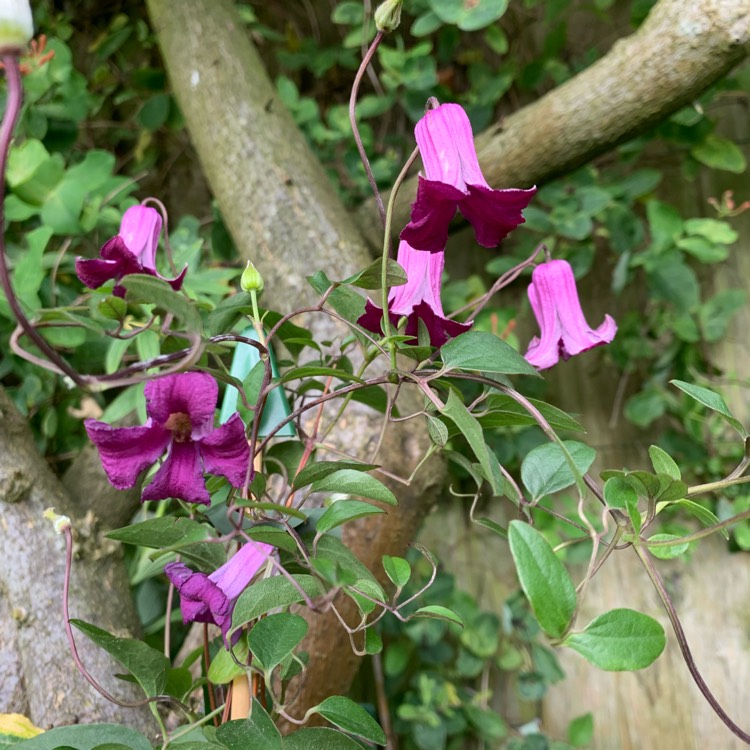 Plant image Clematis texensis 'Queen mother'