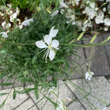Oenothera lindheimeri 'Baltincite' (Ballerina Series) syn. Oenothera lindheimeri 'Ballerina White', Gaura lindheimeri 'Ballerina White'