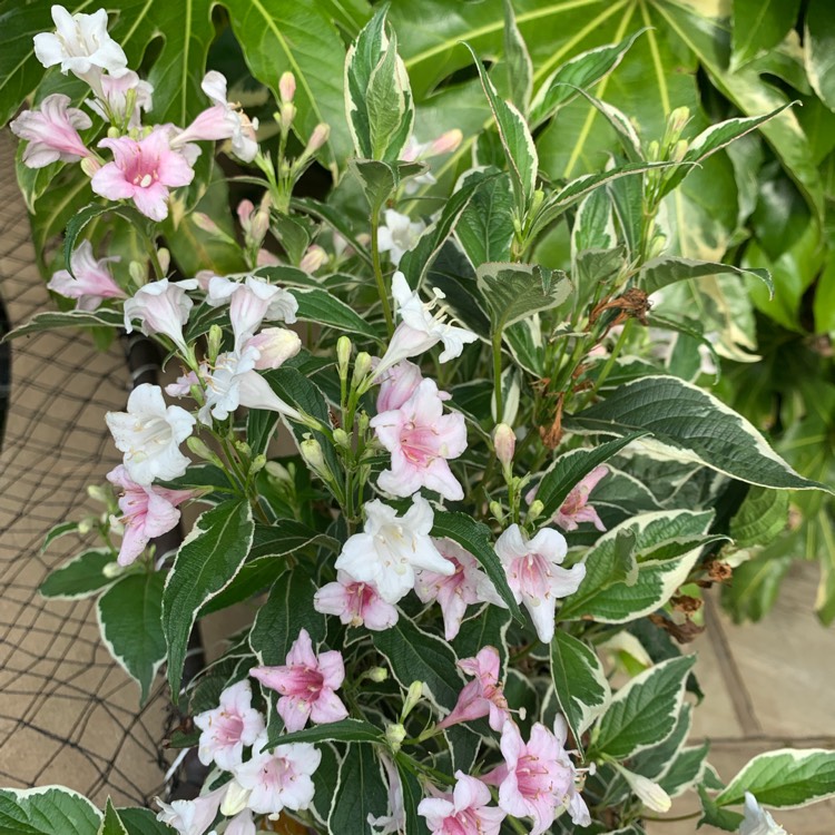 plant image 1146871