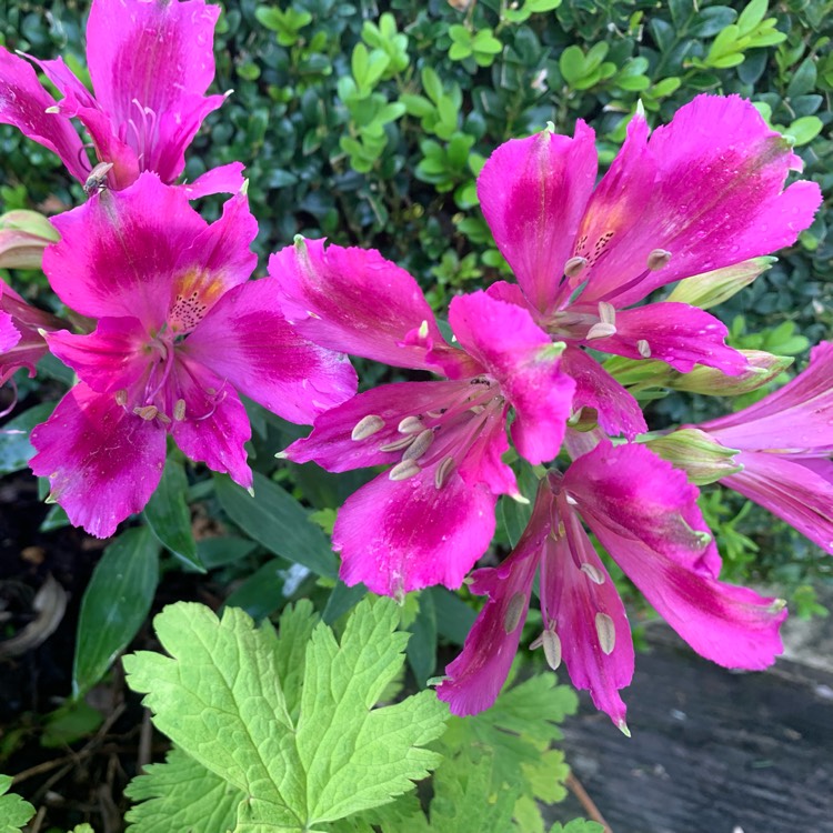 plant image 1146891