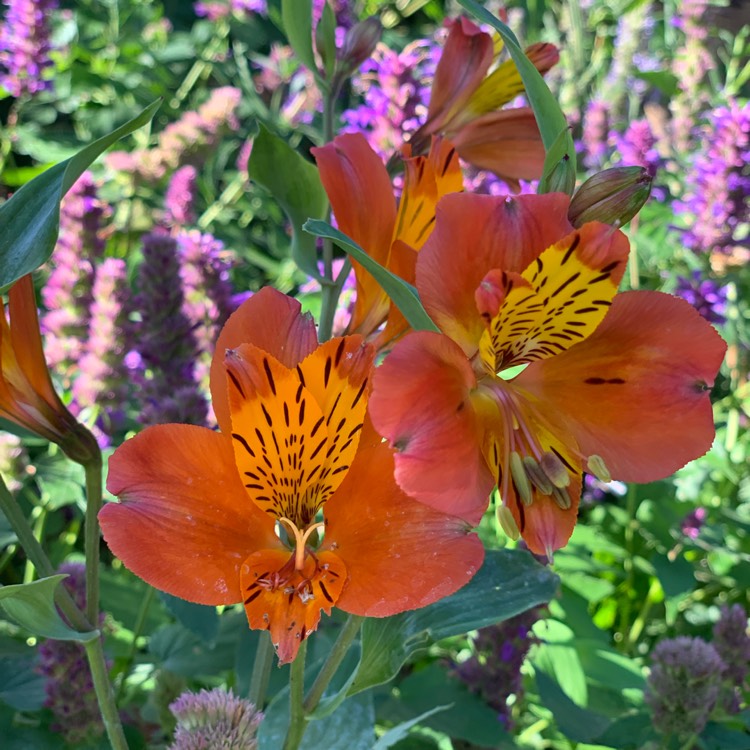 Plant image Alstroemeria aurea 'Orange King' syn. Alstroemeria aurantiaca 'Orange King'