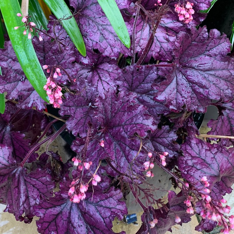 Plant image Heuchera villosa 'Palace Purple' syn. Heuchera sanguinea 'Palance Purple', Heuchera micrantha 'Palace Purple'