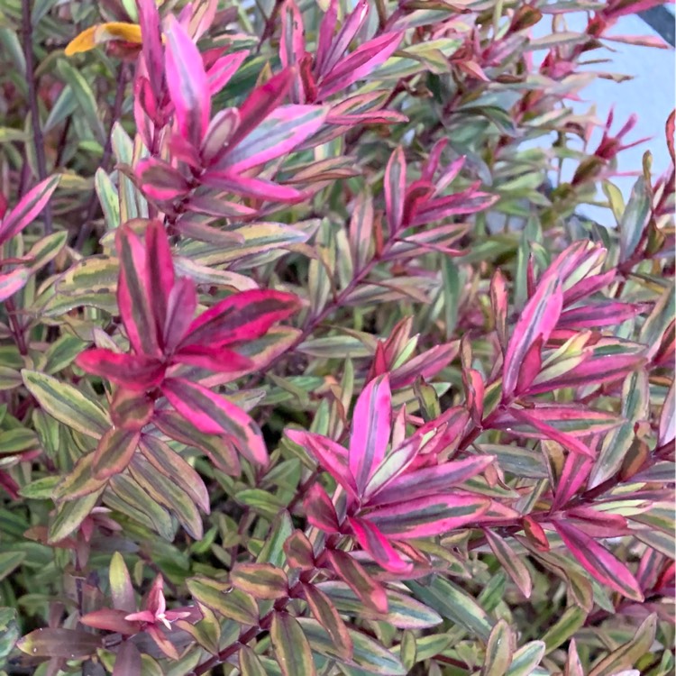 Plant image Hebe
