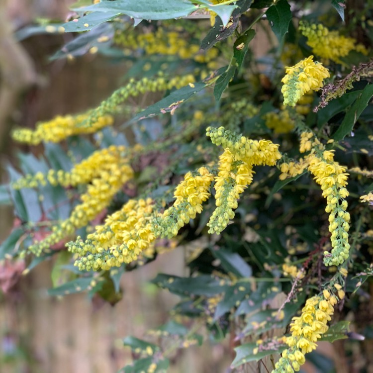 Plant image Mahonia x media 'Winter Sun' syn.Mahonia x wagneri 'Winter Sun'