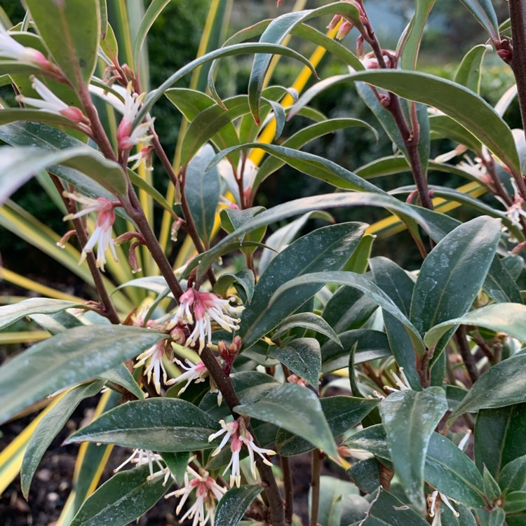 plant image 1217276