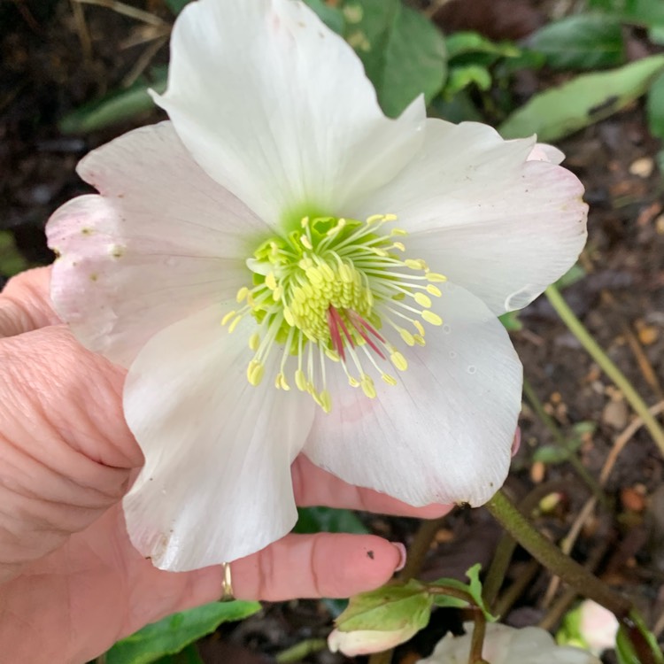 Plant image Helleborus x hybridus 'Pretty Ellen White' (Pretty Ellen Series)