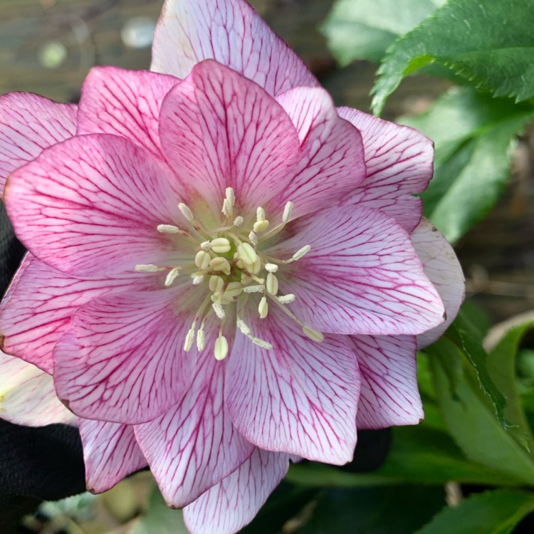Plant image Helleborus x hybridus 'Hlr 210' (Spring Promise Series) syn. Helleborus x hybridus 'SP Lily'