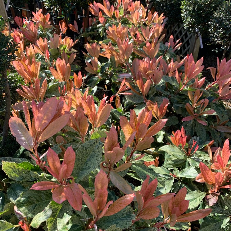 Plant image Photinia serratifolia 'Opl005' syn. Photinia serratifolia 'Pink Crispy'