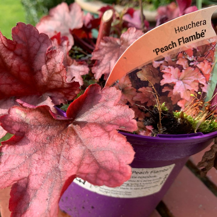 Plant image Heuchera 'Peach Flambe'