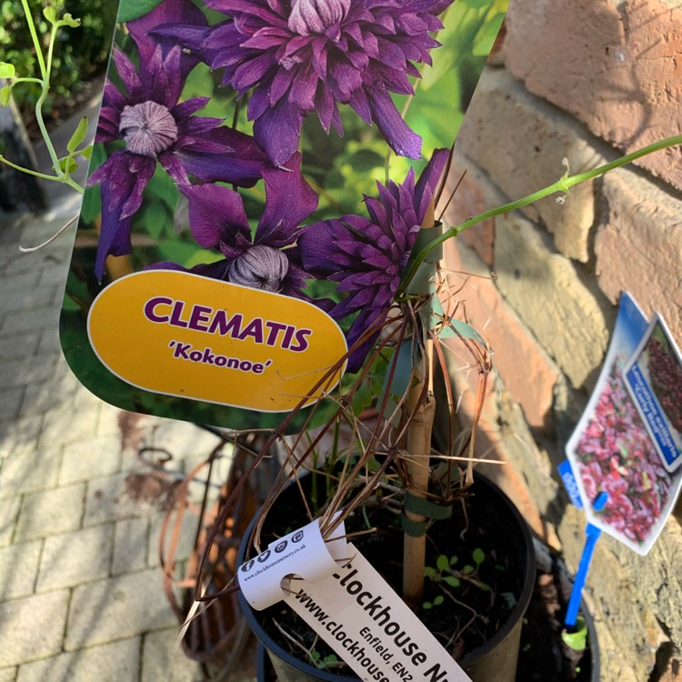 Plant image Clematis Kokonoe