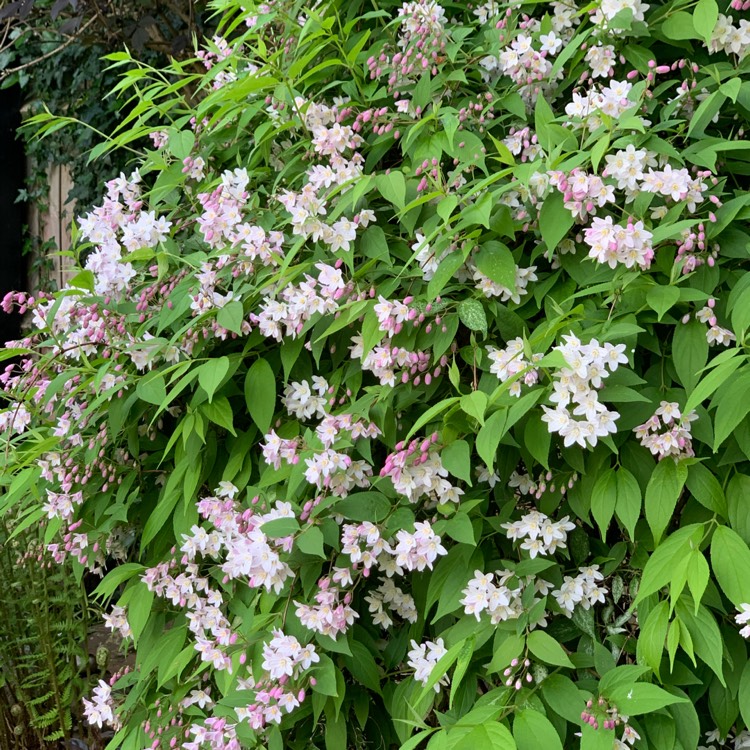 Plant image Kolkwitzia amabilis 'Pink Cloud'