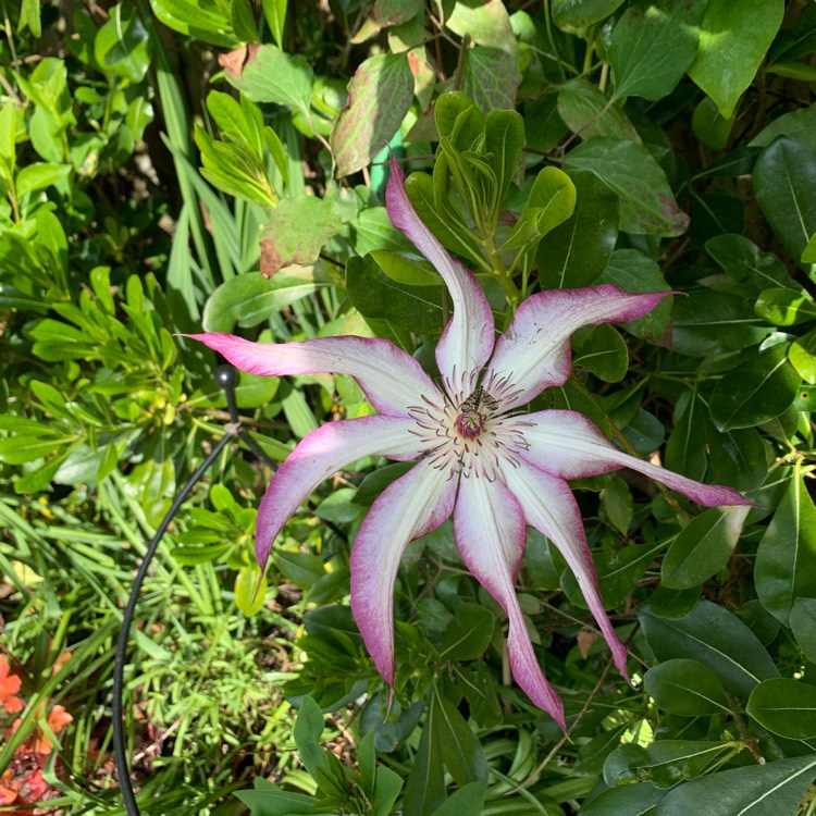 plant image 1290749