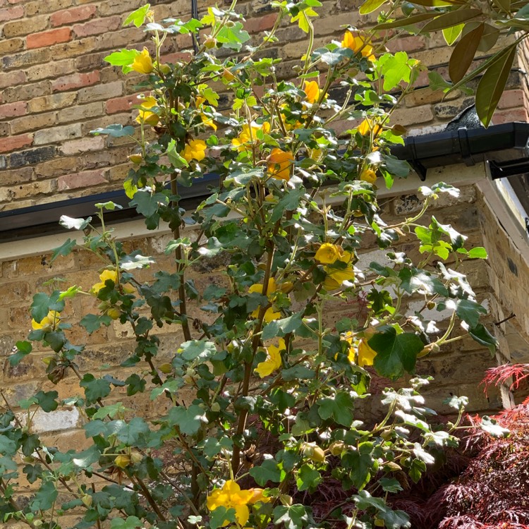 Plant image Fremontodendron californicum