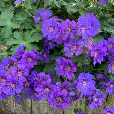 Geranium x johnsonii 'Johnson's Blue'