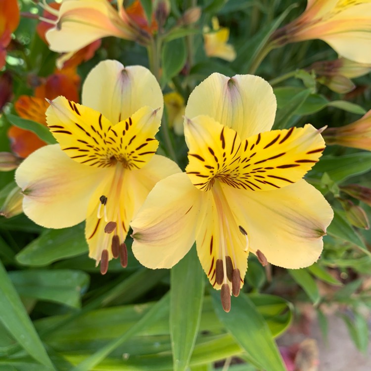 Plant image Alstroemeria 'Third Harmonic'