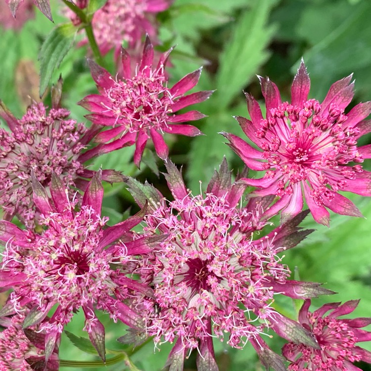 Plant image Astrantia major 'Star of Beauty' (Sparkling Stars Series)