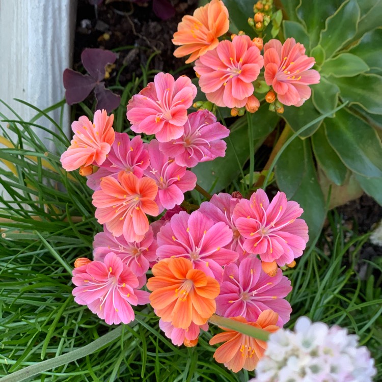 Plant image Lewisia Cotyledon Hybrid 'Rainbow' (Mix) syn.  Lewisia Cotyledon Hybrid 'Regenbogen' (Mix)