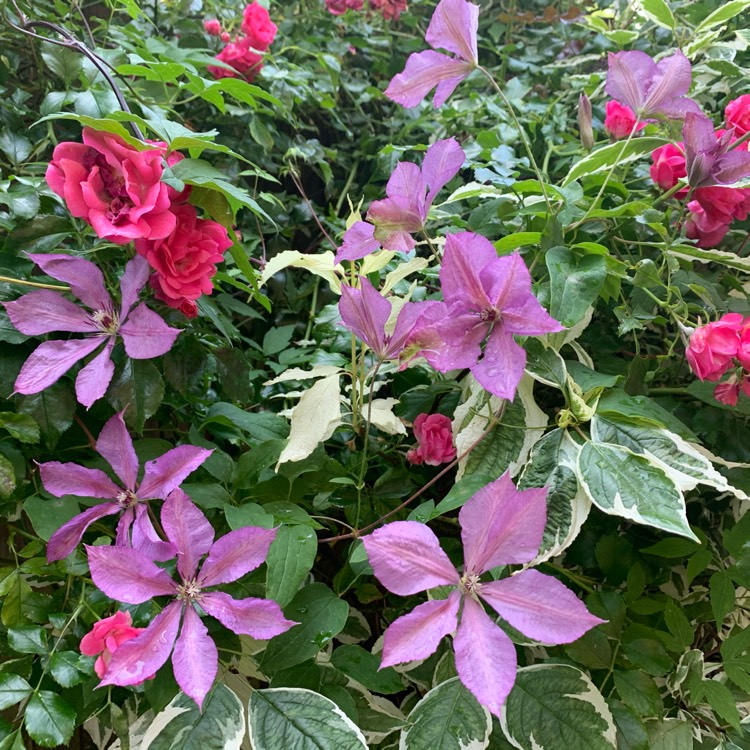 Plant image Clematis 'Margaret Hunt'