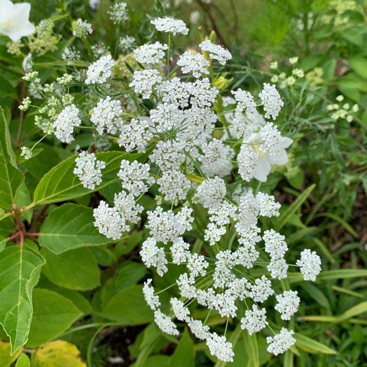 Plant image Ammi visnaga