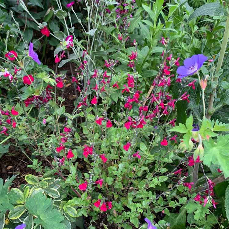 Plant image Salvia 'Cherry Lips'
