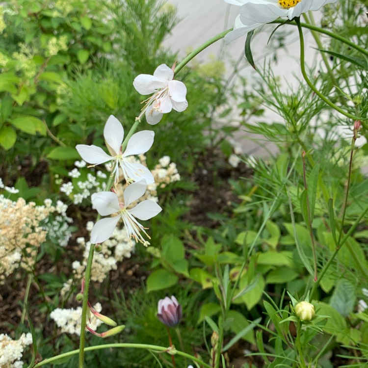 plant image 1348740