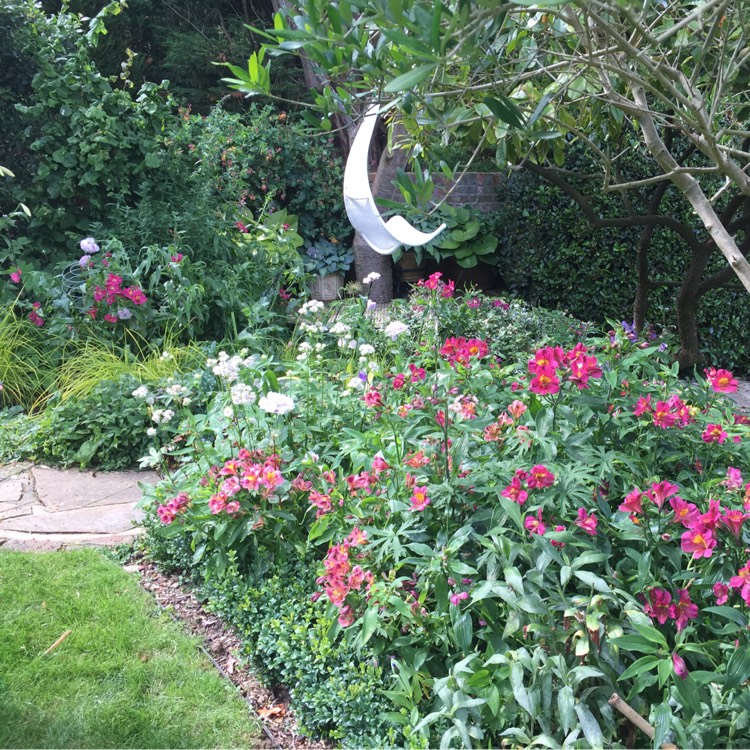 plant image 256382