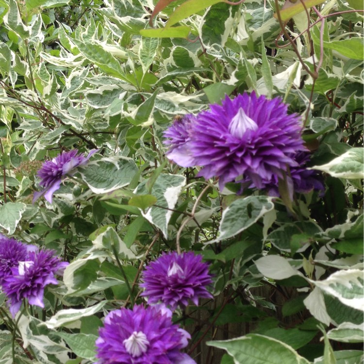 Plant image Clematis purpurea 'Plenas Elegans'