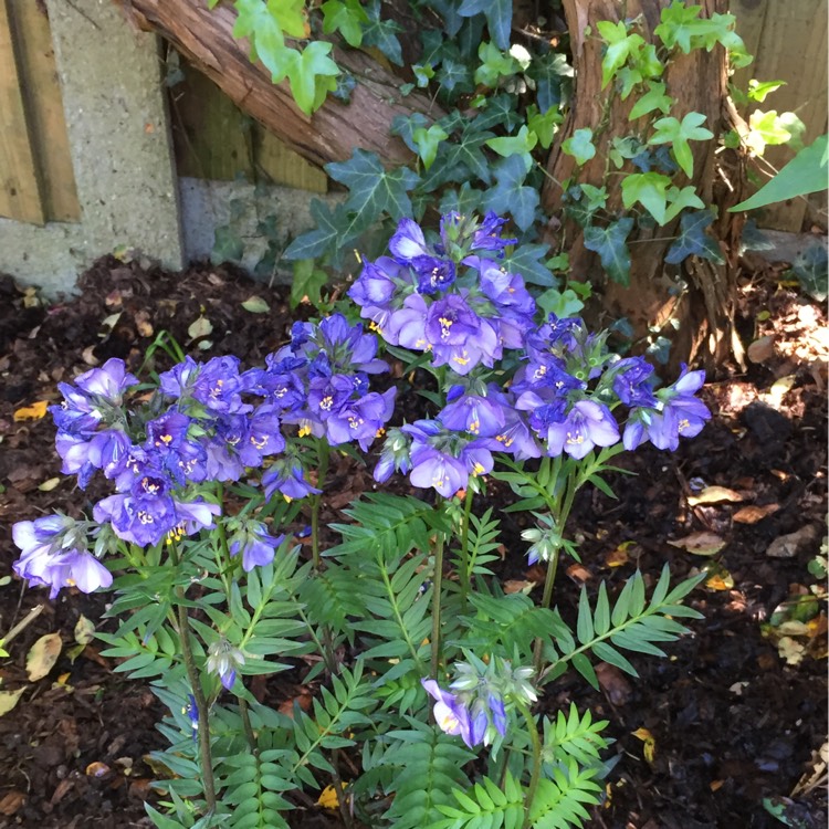 Plant image Polemonium yezoense 'Purple Rain'