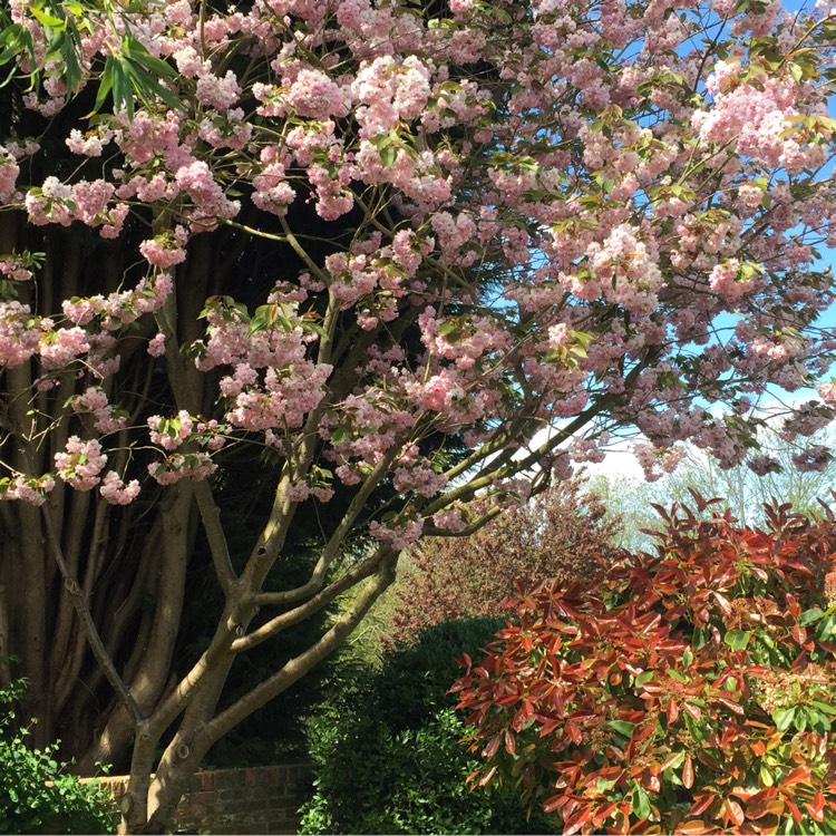 plant image 257148