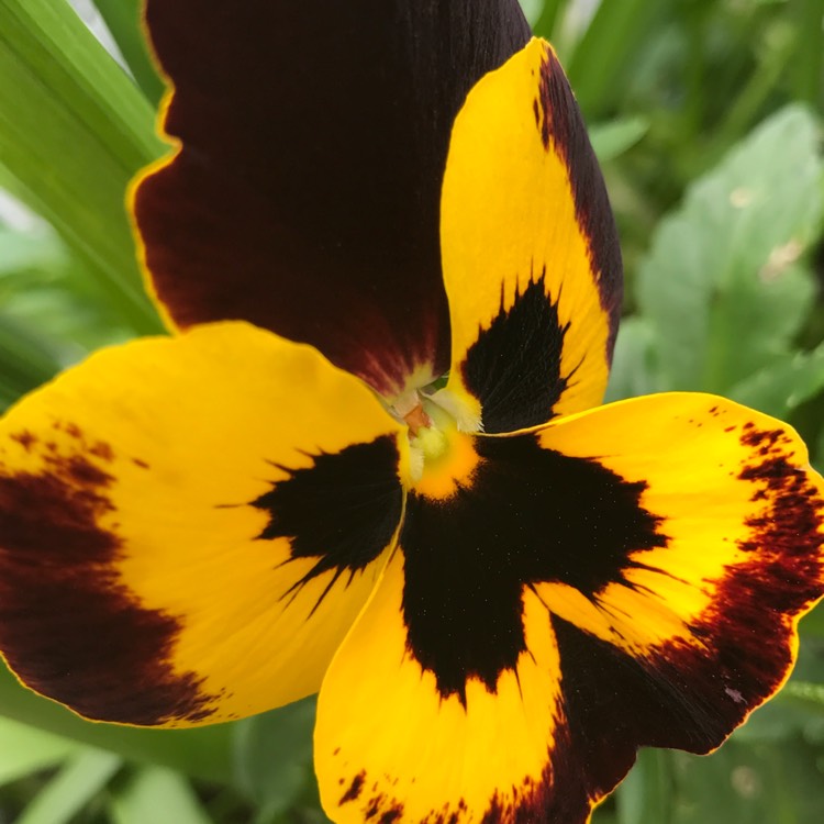 plant image 366591