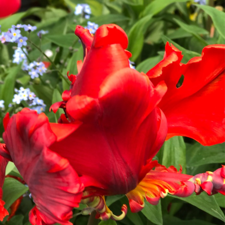 plant image 368436
