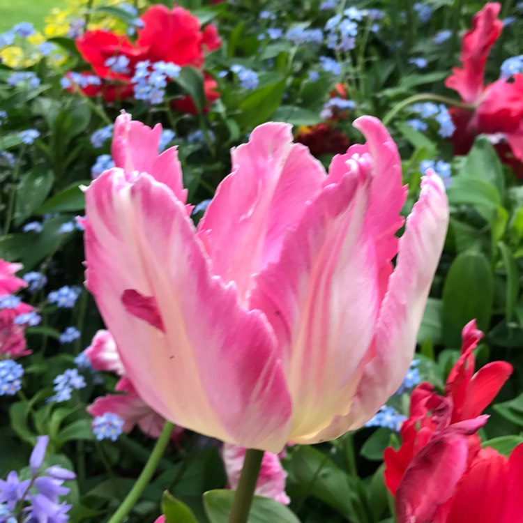 Plant image Tulipa 'Beauty Queen'