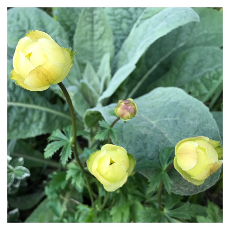 Plant image Trollius 'Lemon Queen'