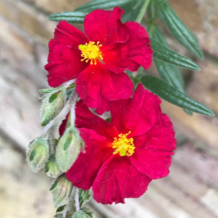 plant image 392767