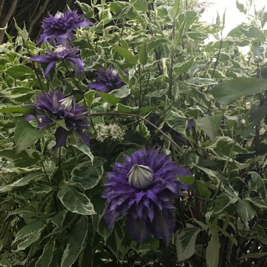 Clematis 'Mon Amour'