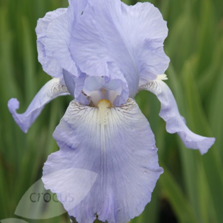Plant image Iris x germanica 'Jane Phillips'