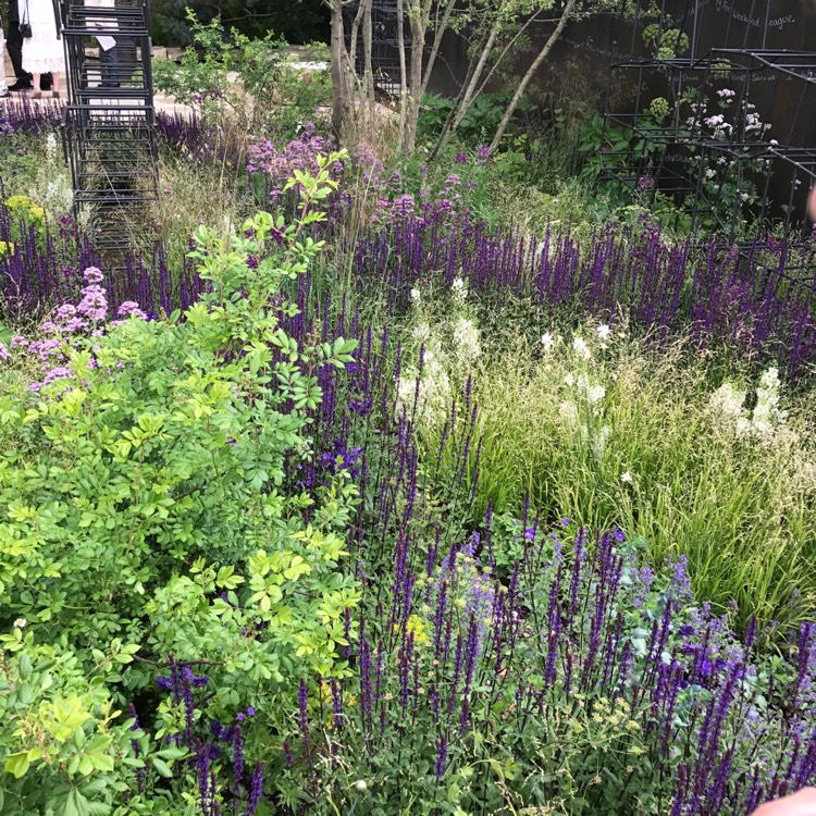 plant image 414303