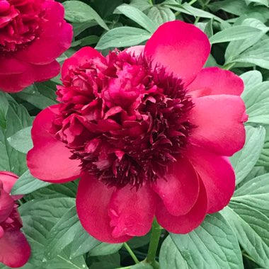 Paeonia
