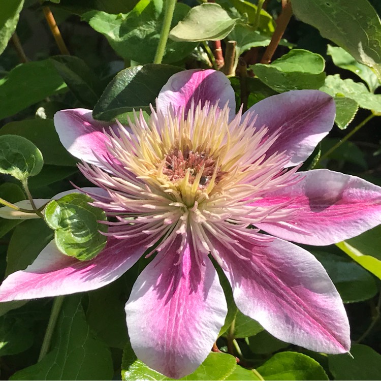 plant image 421519