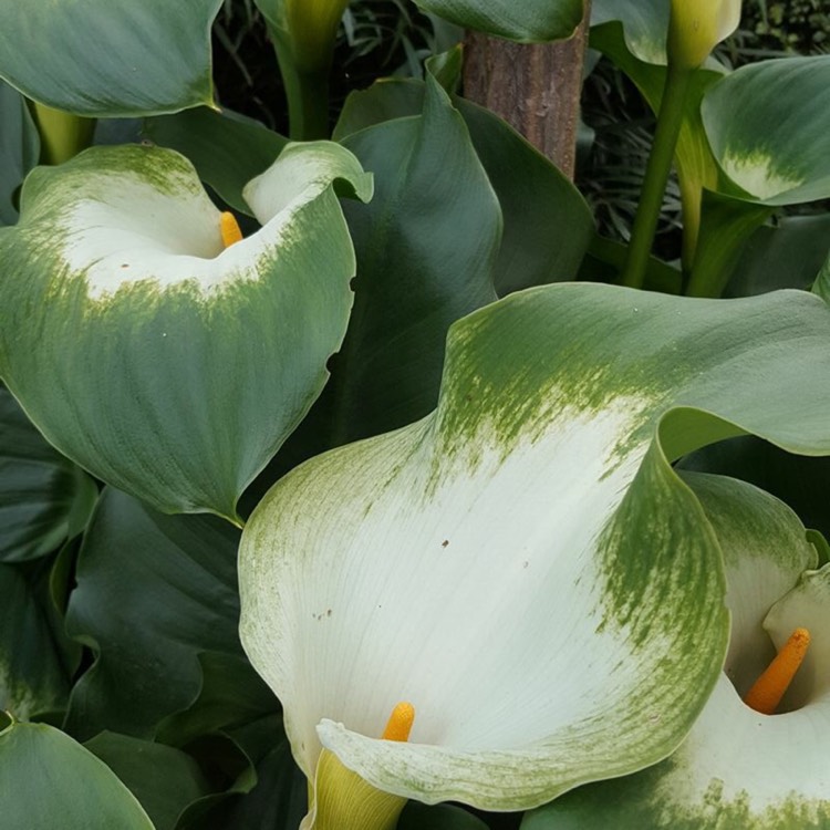 Plant image Zantedeschia aethiopica 'Green Goddess'