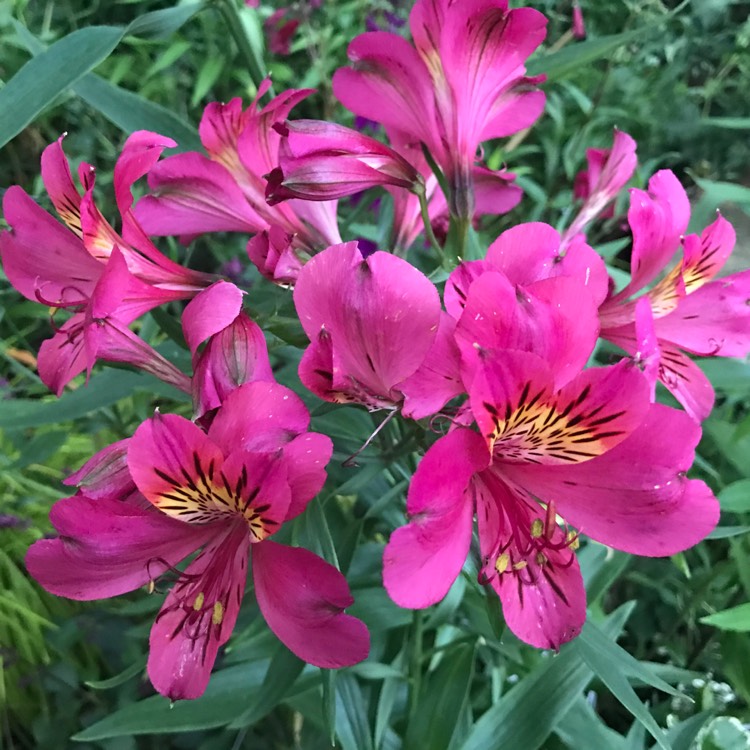 plant image 508463