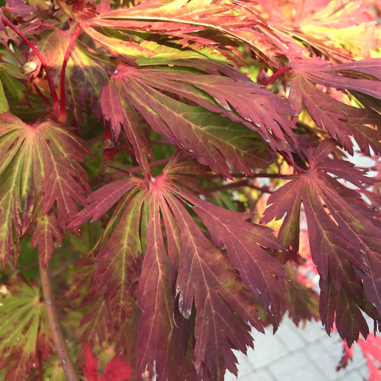 Plant image Acer Palmatum 'Inaba-Shidare'