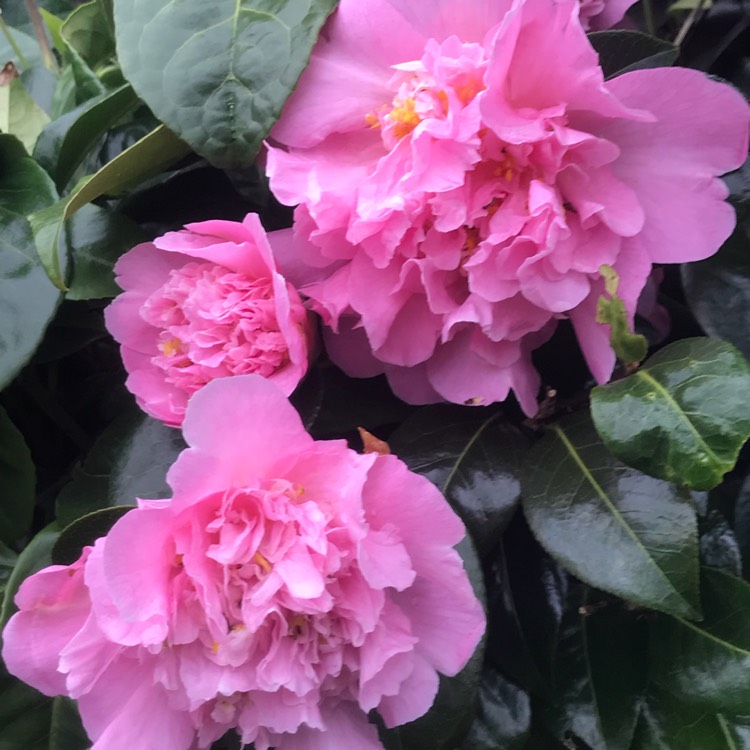Plant image Camellia japonica 'Pink'