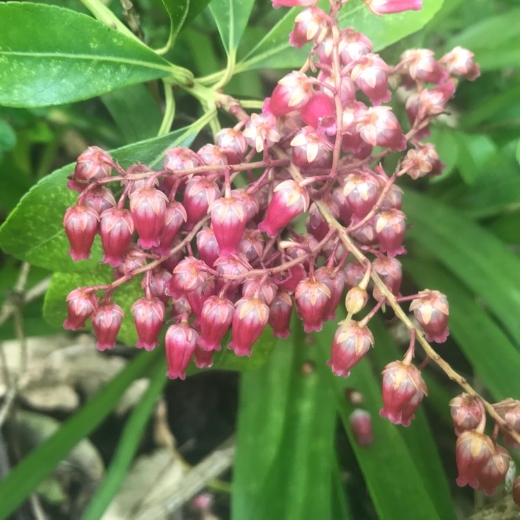 Plant image Pieris japonica 'Passion'